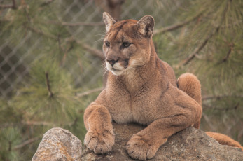 Картинка животные пумы пума