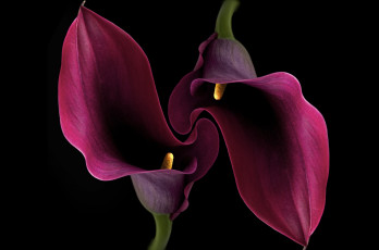 Картинка цветы каллы фон