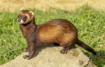 Картинка животные хорьки +куницы +горностаи +ласки +соболи хорек