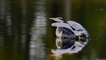 Картинка животные цапли +выпи цапля озеро