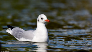 Картинка животные Чайки +бакланы +крачки чайка