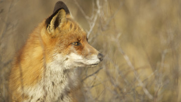 Картинка животные лисы лисичка