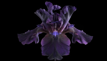 Картинка цветы ирисы ирис