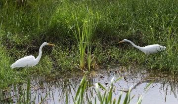 Картинка животные цапли +выпи белая цапля