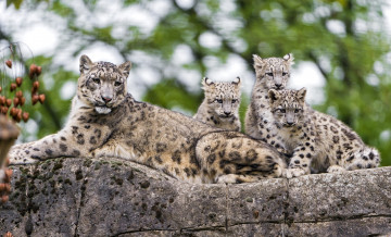 Картинка животные снежный+барс+ ирбис дети мама хищники чувства снежный барс