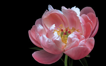 Картинка цветы пионы черный пион цветок фон