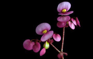 Картинка цветы бегония фон черный