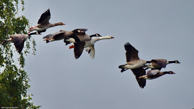 Обои картинки фото животные, гуси, стая, летят