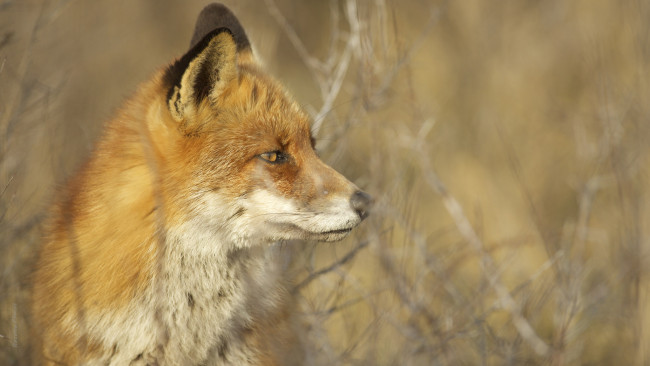 Обои картинки фото животные, лисы, лисичка