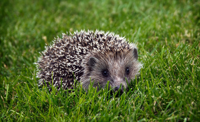 Обои картинки фото животные, ежи, трава, колючки, ёжик, ёж