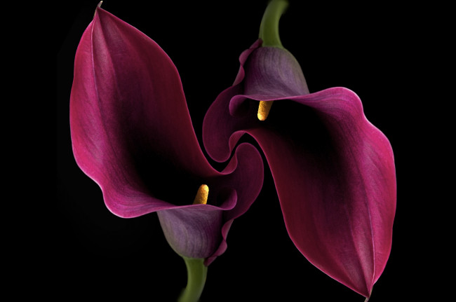 Обои картинки фото цветы, каллы, фон