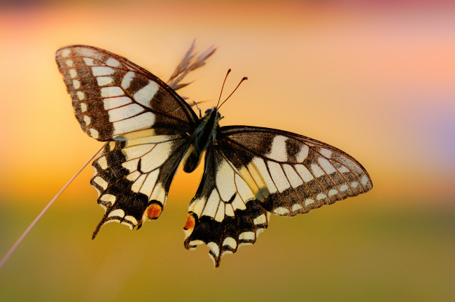 Обои картинки фото животные, бабочки,  мотыльки,  моли, бабочка