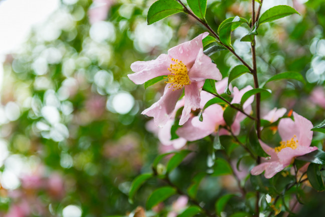 Обои картинки фото цветы, шиповник, листья, капли
