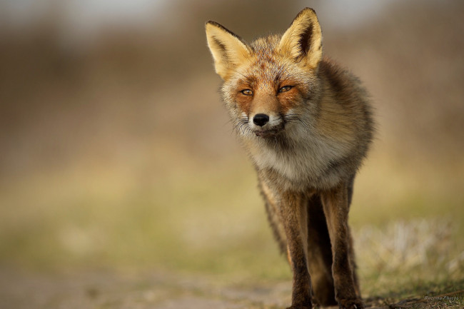 Обои картинки фото животные, лисы, лисичка