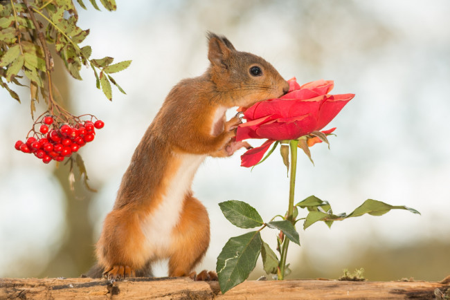 Обои картинки фото животные, белки, роза, цветок, дерево, рябина, ягоды, белка, грызун, животное