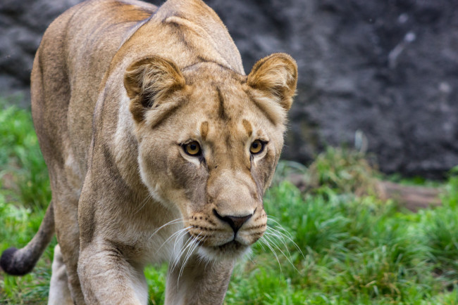 Обои картинки фото животные, львы, львица