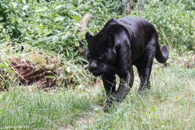 Обои картинки фото животные, пантеры, ягуар, чёрный, зоопарк