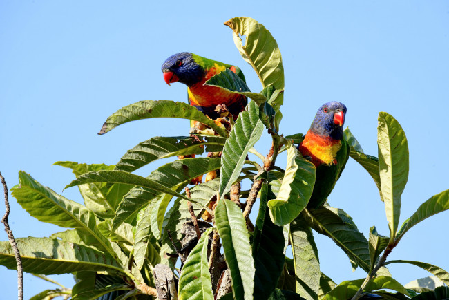 Обои картинки фото животные, попугаи, попугай