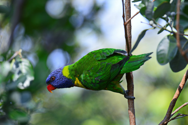 Обои картинки фото животные, попугаи, попугай
