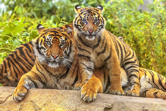 Обои картинки фото животные, тигры, тигр