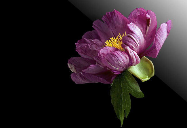 Обои картинки фото цветы, пионы, фон, цветок, пион, черный