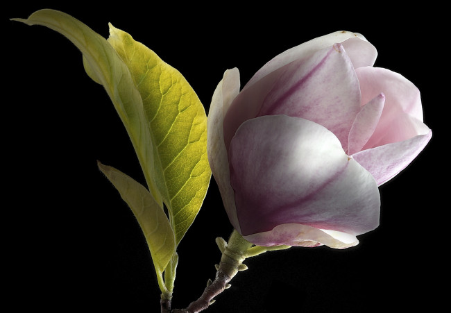 Обои картинки фото цветы, магнолии, фон, магнолия