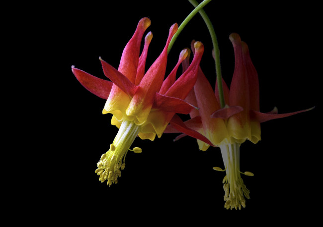 Обои картинки фото цветы, аквилегия , водосбор, черный, фон, цветок