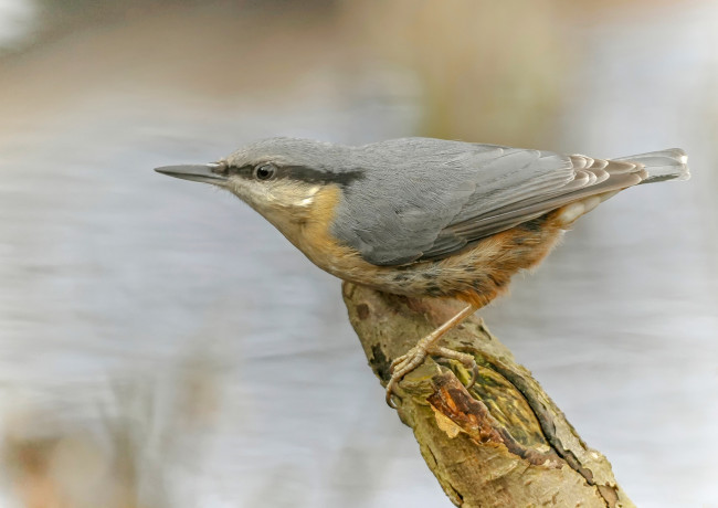 Обои картинки фото животные, поползни, поползень