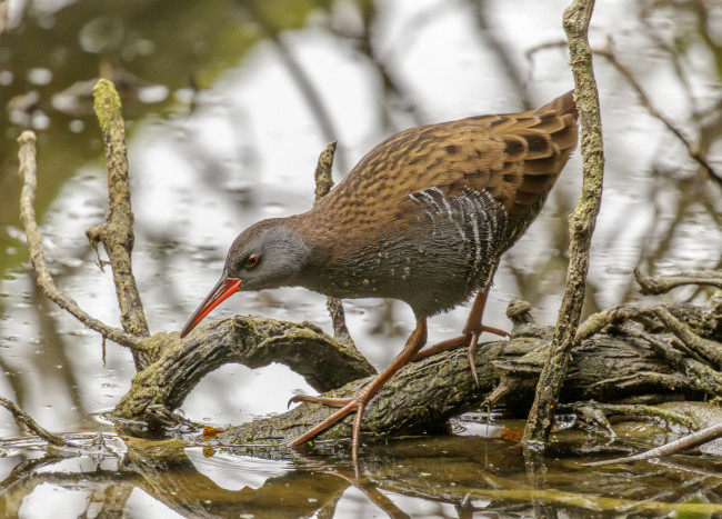 Обои картинки фото water rail, животные, птицы, водяной, пастушок