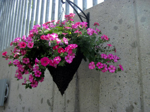 Картинка цветы петунии +калибрахоа сурфиния