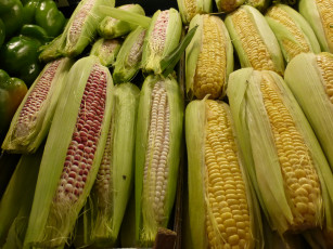Картинка еда кукуруза початки