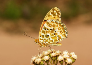 Картинка животные бабочки +мотыльки +моли макро бабочка