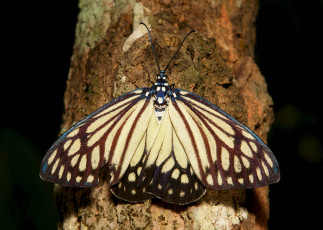 Картинка животные бабочки +мотыльки +моли макро бабочка
