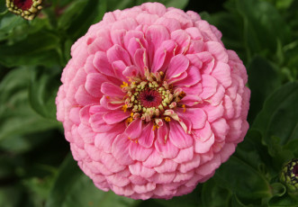 Картинка цинния цветы цветок