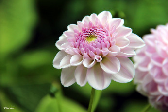 Картинка цветы георгины розовый