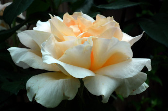 Картинка цветы розы макро