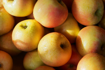 Картинка еда Яблоки яблочки
