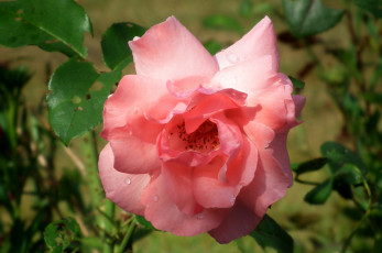 Картинка цветы розы розовый