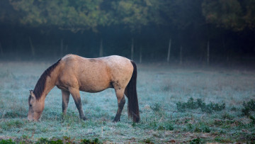 Картинка животные лошади фон лошадь