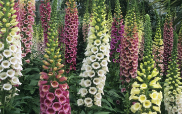 Картинка цветы люпин свечи соцветия разноцветные