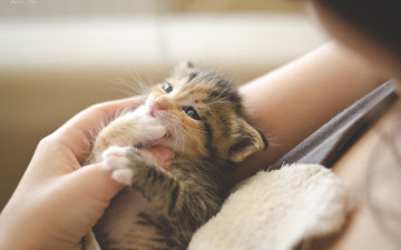 Картинка животные коты девушка котенок