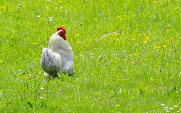 Картинка животные куры +петухи птица лето петух