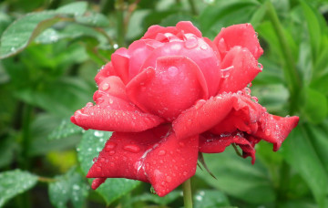 Картинка цветы розы капли