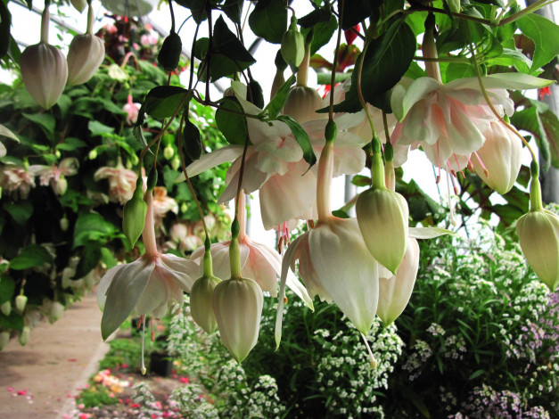 Обои картинки фото цветы, фуксия, кремовый