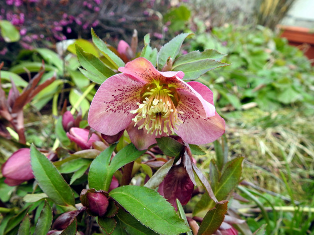 Обои картинки фото цветы, геллеборус , морозник