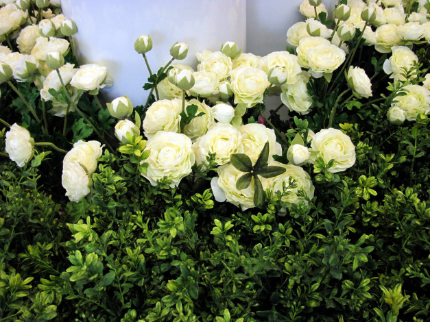 Обои картинки фото цветы, ранункулюс , азиатский лютик, белый