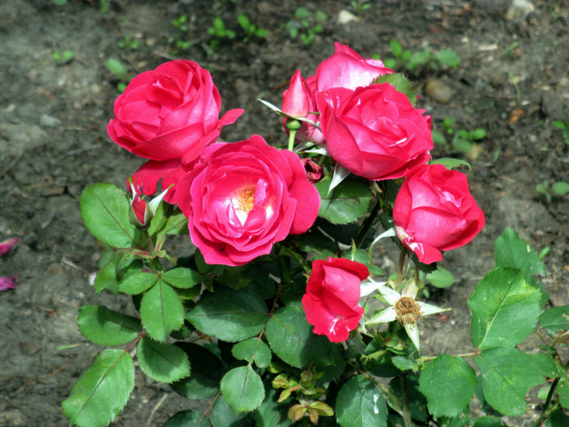 Обои картинки фото цветы, розы, розовый