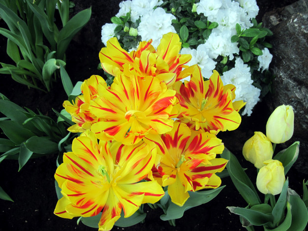 Обои картинки фото цветы, тюльпаны, пестрый