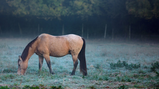 Обои картинки фото животные, лошади, фон, лошадь