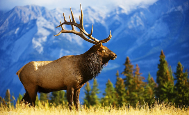 Обои картинки фото животные, олени, олень, горы, деревья, трава